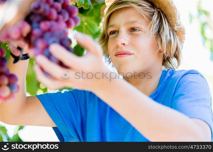 Boy in vineyard. Boy picking grapes in vineyard