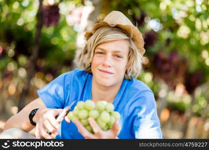 Boy in vineyard. Boy picking grapes in vineyard