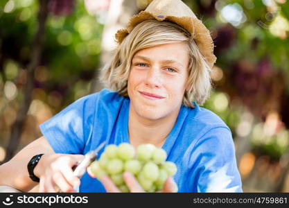 Boy in vineyard. Boy picking grapes in vineyard