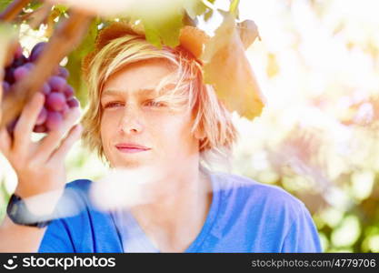 Boy in vineyard. Boy picking grapes in vineyard