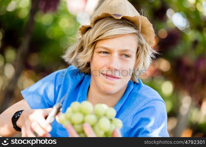 Boy in vineyard. Boy picking grapes in vineyard