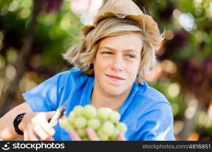 Boy in vineyard. Boy picking grapes in vineyard