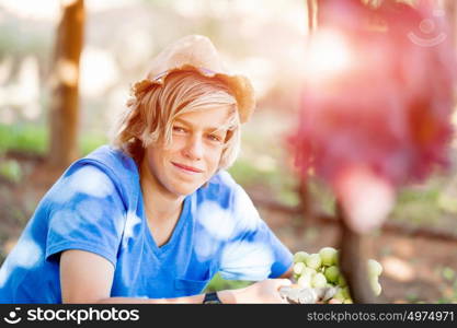 Boy in vineyard. Boy picking grapes in vineyard