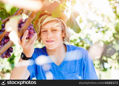 Boy in vineyard. Boy picking grapes in vineyard