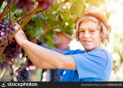 Boy in vineyard. Boy picking grapes in vineyard