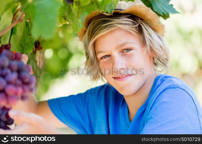 Boy in vineyard. Boy picking grapes in vineyard