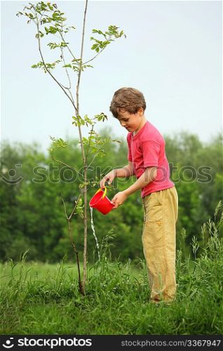 boy pours on seedling of tree