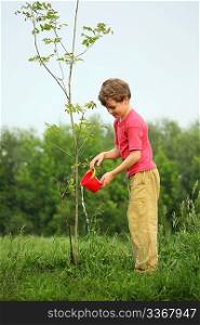 boy pours on seedling of tree