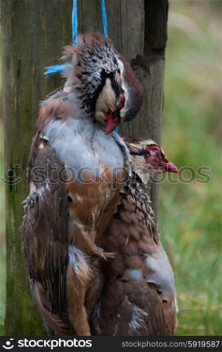 Brace of partridge hanging on a fence post on a shoot day