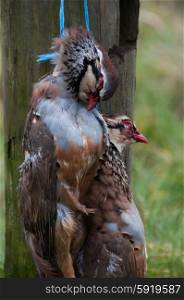 Brace of partridge hanging on a fence post on a shoot day