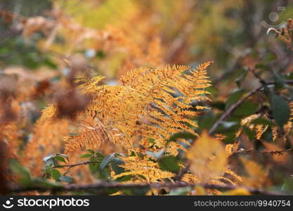 Bracken