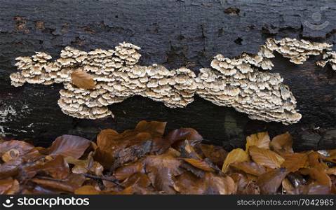 bracket fungus on fallen beech trunk in autumnal forest