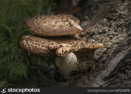 Bracket or shelf fungus on dead tree in forest with shallow depth of field for selective focus