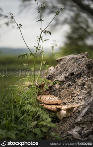 Bracket or shelf fungus on dead tree in forest with shallow depth of field for selective focus