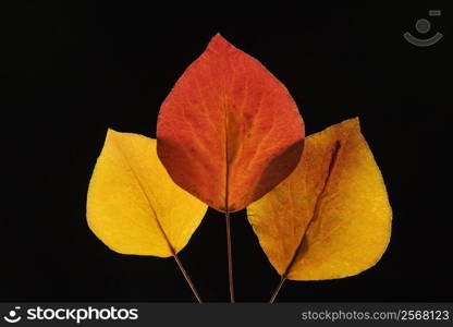 Bradford Pear leaves in Fall color against black background.