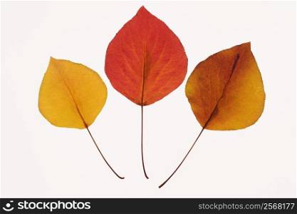 Bradford Pear leaves in Fall color against white background.