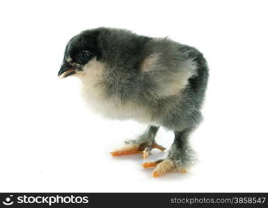 brahma chick in front of white background