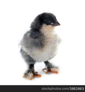 brahma chick in front of white background