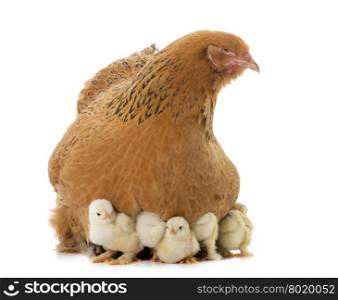 brahma chicken and chicks in a studio