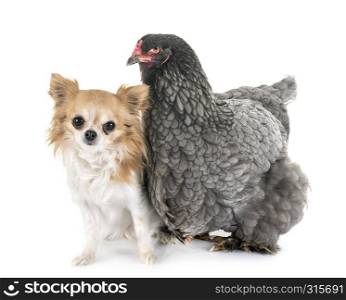 brahma chicken and chihuahua in front of white background