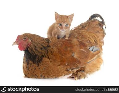 brahma chicken and kitten in front of white background