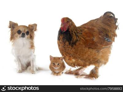 brahma chicken, chihuahua and kitten in front of white background