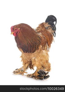 brahma chicken in front of white background