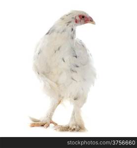 brahma chicken in front of white background