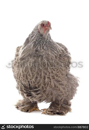 brahma chicken in front of white background