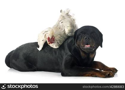 brahma rooster and rottweiler in front of white background