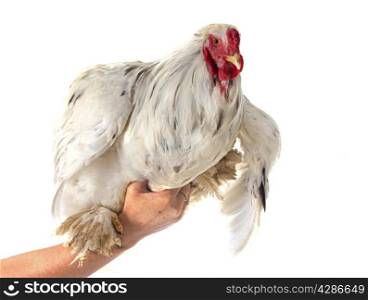 brahma rooster in front of white background