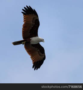 Brahminy kite (Haliastur indus)