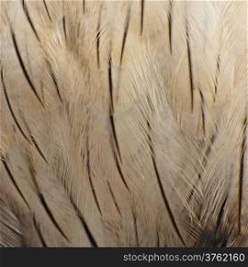 Brahminy Kite (Haliastur indus) feather