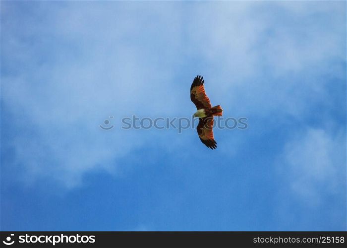 Brahminy Kite in flight on sky background ( Haliastur indus)