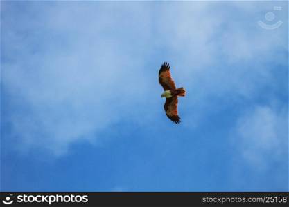Brahminy Kite in flight on sky background ( Haliastur indus)