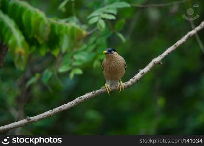 Brahminy Starling on tree in nature (Sturnus pagodarum)
