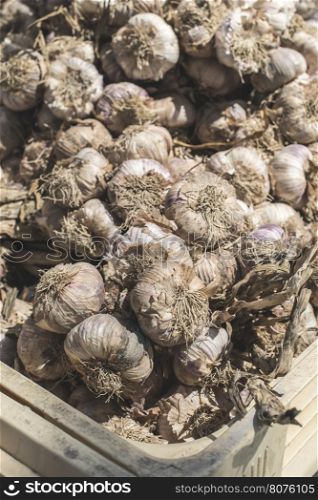 Braided dry garlic on the market in France. Close up