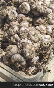 Braided dry garlic on the market in France. Close up