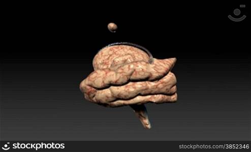 Brain assembling,each part of the brain was modeled separately,seamless loop,Alpha Channel