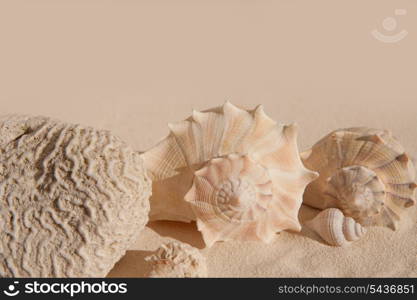 brain coral and seashells on white sand beach in sunny vacation day