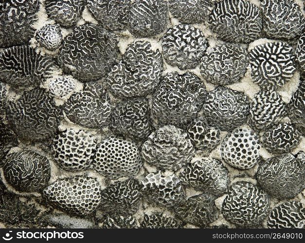 brain coral as masonry stones on caribbean wall