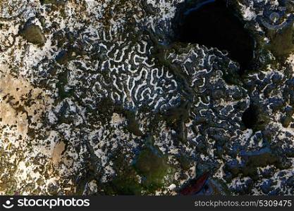 Brain coral stone detail in Riviera Maya at Mayan Mexico