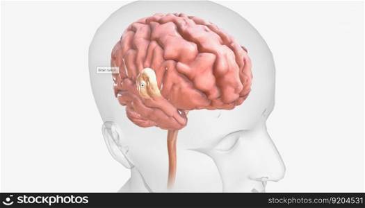Brain tumors are abnormal growths found in brain tissue. Brain tumors may be benign or malignant. 3D rendering. Brain tumors are abnormal growths found in brain tissue. Brain tumors may be benign or malignant.