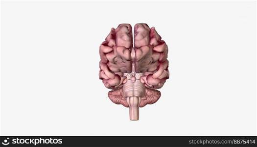 Brain with Severe Alzheimer’s Disease 3D rendering. Brain with Severe Alzheimer’s Disease