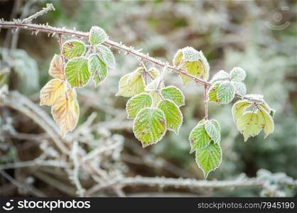 bramble vegetation covered in a layer of frost