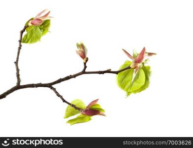 branch and a few green leaves blossoming on a linden tree, on a white background, not isolated. Linden spring
