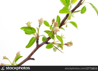 Branch apple tree with spring buds isolated on white