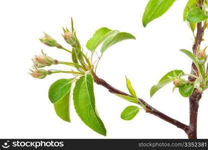 Branch apple tree with spring buds isolated on white