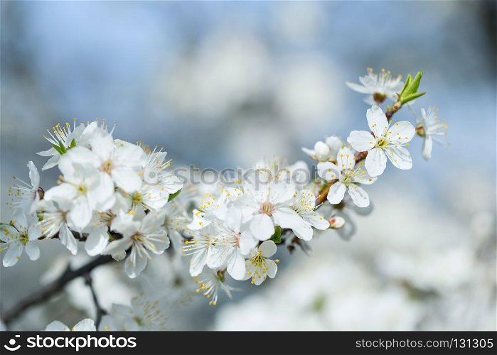 Branch apple tree with white flowers in blue toned. Branch apple tree with white flowers