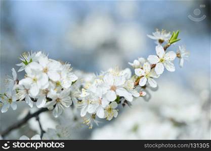 Branch apple tree with white flowers in blue toned. Branch apple tree with white flowers